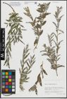 Foto von Salix repens subsp. rosmarinifolia (L.) Andersson